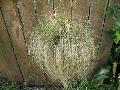 Mexican Feather Grass / Nassella tenuissima 
